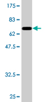 NFIB monoclonal antibody (M08), clone 2D6