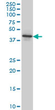 NEU2 monoclonal antibody (M03), clone 3B9