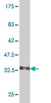 NEU2 monoclonal antibody (M03), clone 3B9