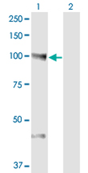 NEDD9 monoclonal antibody (M01), clone 1B4