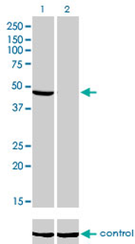 NDUFV1 monoclonal antibody (M01), clone 4A7
