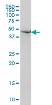 NDN monoclonal antibody (M02), clone 1B3