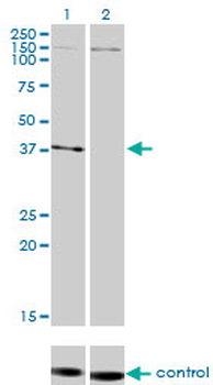 NDN monoclonal antibody (M02), clone 1B3