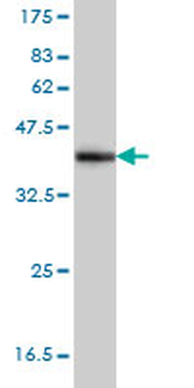NDN monoclonal antibody (M02), clone 1B3