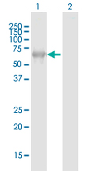 NCF2 purified MaxPab mouse polyclonal antibody (B01P)