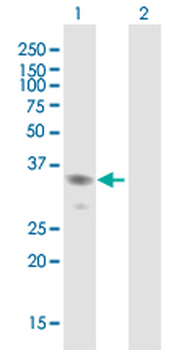 NACA purified MaxPab mouse polyclonal antibody (B01P)