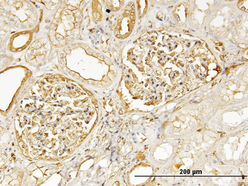 MYH9 monoclonal antibody (M03), clone 2B3
