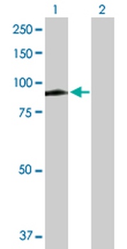 MX1 purified MaxPab rabbit polyclonal antibody (D01P)