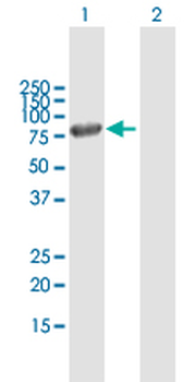 MX1 purified MaxPab mouse polyclonal antibody (B01P)