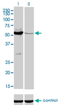 MUTYH monoclonal antibody (M01), clone 4D10