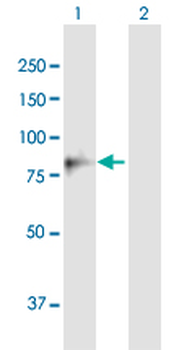 MUT purified MaxPab mouse polyclonal antibody (B01P)