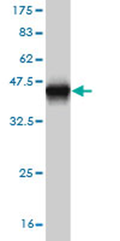 MUC7 monoclonal antibody (M06), clone 7F2