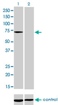 MTM1 monoclonal antibody (M01), clone 1C10