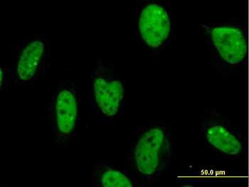 MPG monoclonal antibody (M04), clone 1E10