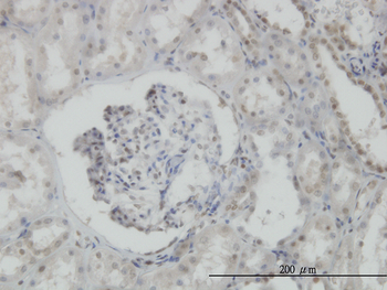 MPG monoclonal antibody (M04), clone 1E10