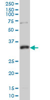 MPG monoclonal antibody (M04), clone 1E10