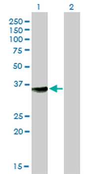 MPG monoclonal antibody (M04), clone 1E10