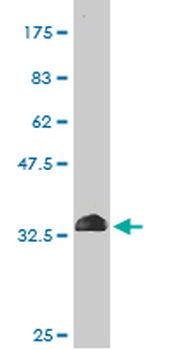 MPG monoclonal antibody (M04), clone 1E10