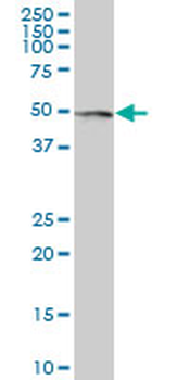MMP10 purified MaxPab mouse polyclonal antibody (B01P)