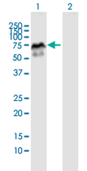 MDM4 purified MaxPab mouse polyclonal antibody (B01P)