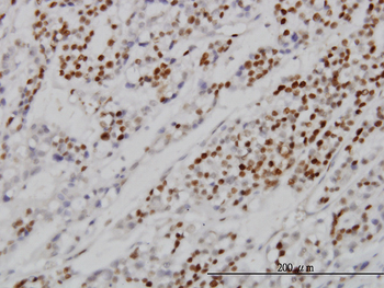 MCM7 monoclonal antibody (M01), clone 6C2