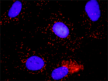 MCM7 monoclonal antibody (M01), clone 6C2