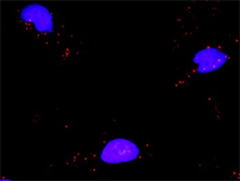MCM7 monoclonal antibody (M01), clone 6C2