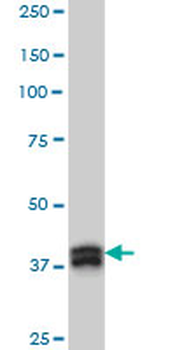MBNL1 monoclonal antibody (M02), clone 3E7
