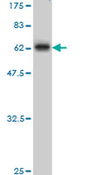 MBNL1 monoclonal antibody (M02), clone 3E7