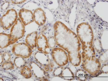 MAOB purified MaxPab mouse polyclonal antibody (B01P)