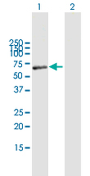 MAOB purified MaxPab mouse polyclonal antibody (B01P)