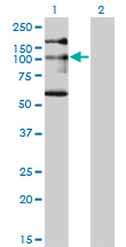 NBR1 monoclonal antibody (M05), clone 5C3