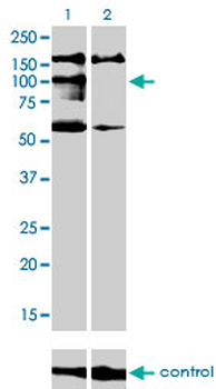 NBR1 monoclonal antibody (M05), clone 5C3
