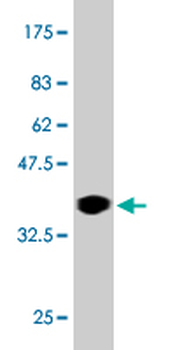 LLGL1 monoclonal antibody (M01), clone 5G2