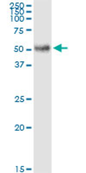 LGALS3BP MaxPab rabbit polyclonal antibody (D01)