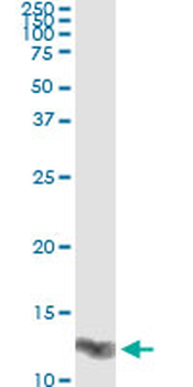 LGALS1 monoclonal antibody (M01), clone 1E8-1B2
