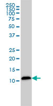 LGALS1 monoclonal antibody (M01), clone 1E8-1B2