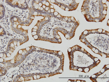 LETM1 monoclonal antibody (M03), clone 6F7