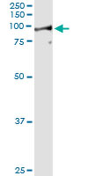 LETM1 monoclonal antibody (M03), clone 6F7