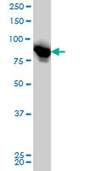 LETM1 monoclonal antibody (M03), clone 6F7