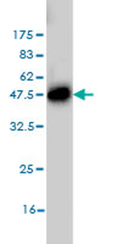 LETM1 monoclonal antibody (M03), clone 6F7