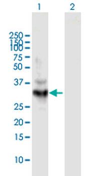 LDHA MaxPab rabbit polyclonal antibody (D01)