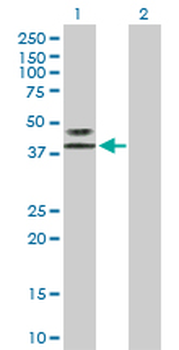 LAG3 purified MaxPab rabbit polyclonal antibody (D01P)