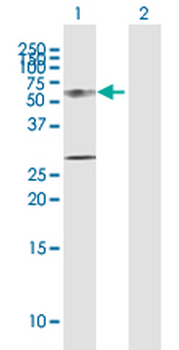 KRT12 purified MaxPab rabbit polyclonal antibody (D01P)