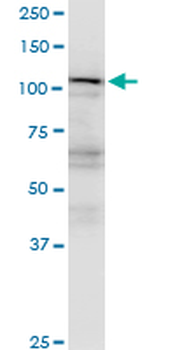 RANBP5 monoclonal antibody (M01), clone 1C4