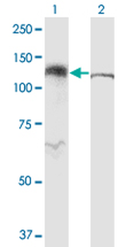 RANBP5 monoclonal antibody (M01), clone 1C4
