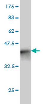 RANBP5 monoclonal antibody (M01), clone 1C4
