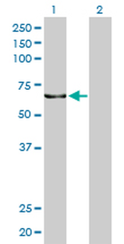 KPNA5 monoclonal antibody (M01), clone 1D2