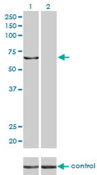 KPNA5 monoclonal antibody (M01), clone 1D2