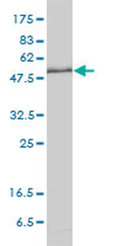 KPNA1 monoclonal antibody (M01), clone 2A4-1B5